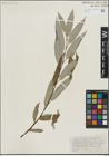 Foto von Salix lasiandra Benth.